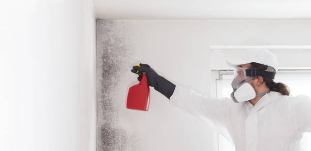 Trusted Darien Downtown, CT Mold Removal Experts